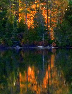 Autumn sunrise behind the pines