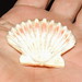 Flickr photo 'Pectinidae Scallop DSCF0293' by: Bill & Mark Bell.