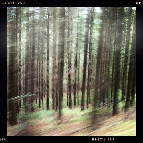 El bosque avanza | Pi Valbuena | Flickr