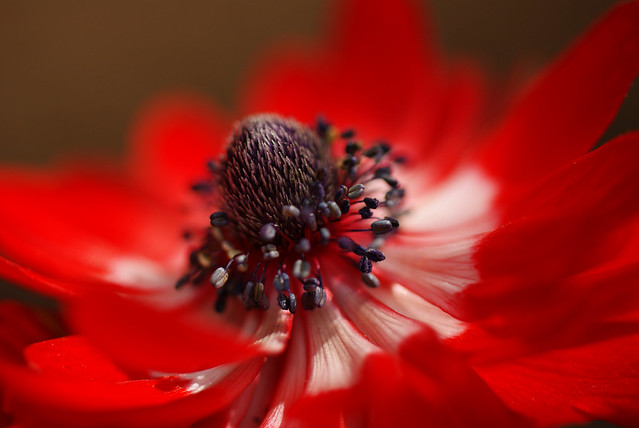 Red Anemone~Explored!