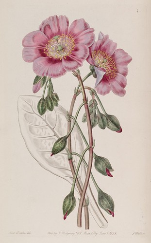 n10_w1150 | Edwards's botanical register.. London :James Rid… | Flickr