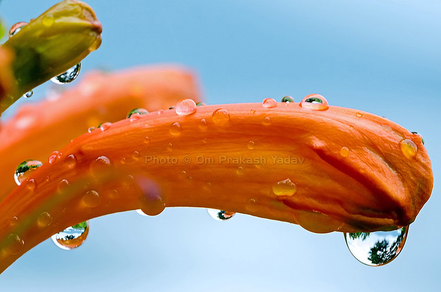 Orange flower bud with rain drops