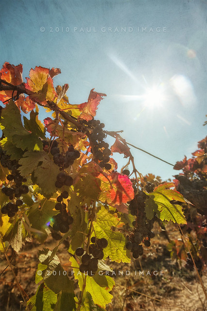 ripening grapes in the sun