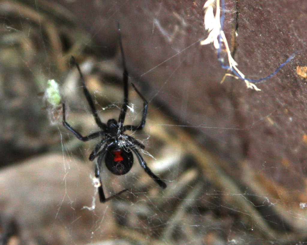 A female black widow spider sitting in a web, highlighting its shiny black body.