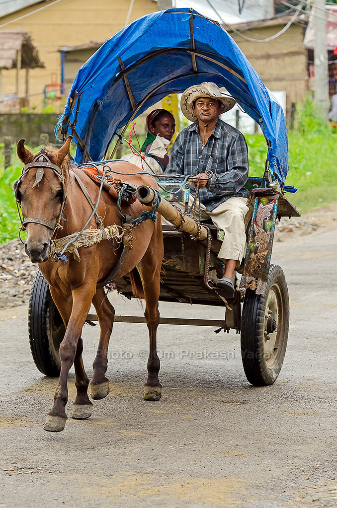 Tanga: horse driven carriage
