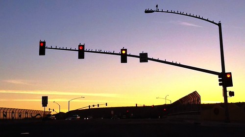 Birds by desertdutchman, a quick shot out the car window with my iPhone before the light turned green. they all seemed to be