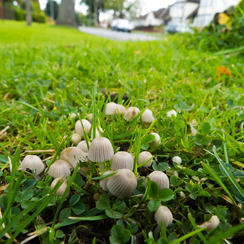Tiny inkcap mushrooms