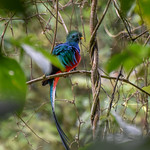 Quetzal in the Panama rainforest