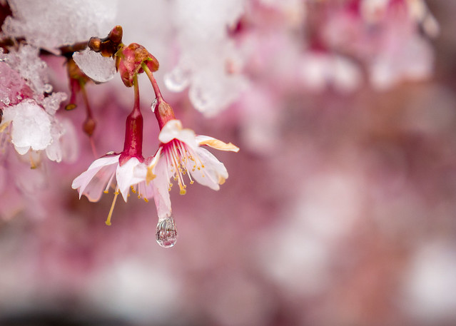 Snow and Ice on Cherry Blossoms