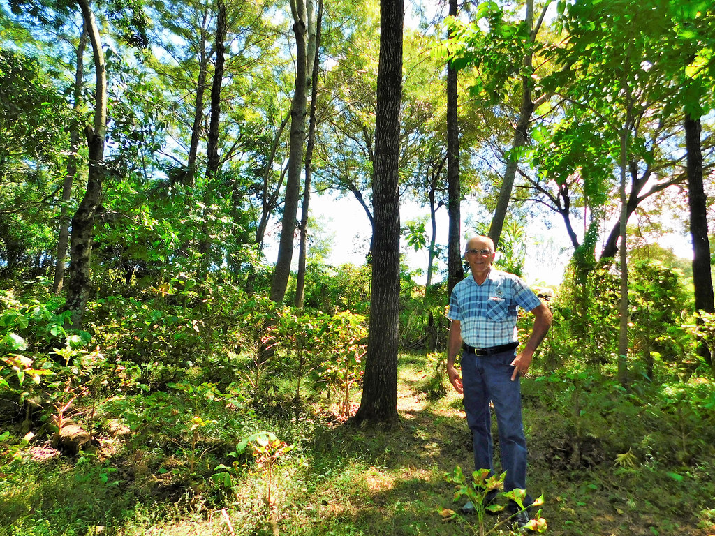 Luiz Arruda agroforestry parcel in restored area, Cultivando Água Boa restoration program, Itaipu Binacional.