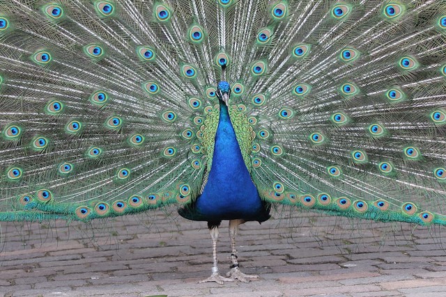 Peacock Train Eyespots