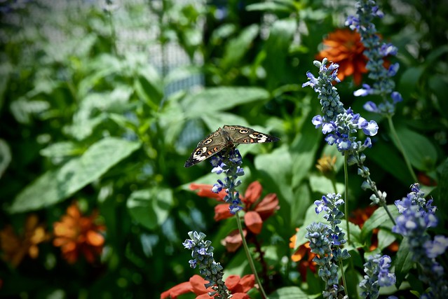 Common Buckeye  - Junonia coenia - Peck Farm Butterfly House Geneva IL