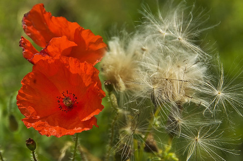 Nature is wonderful | by scorpion (13)