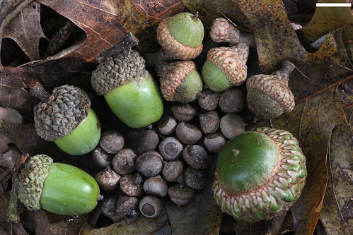 x IMG_1131 acorns small to large