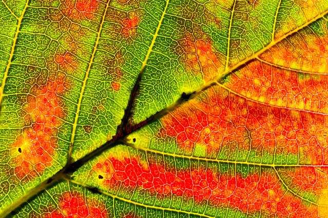 Vivid Fall Leaf 1