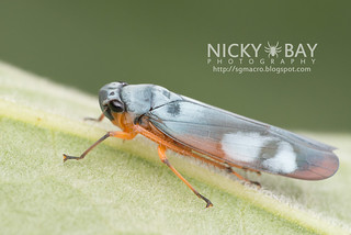 Leafhopper (cf. Poochara sp.) - DSC_5730