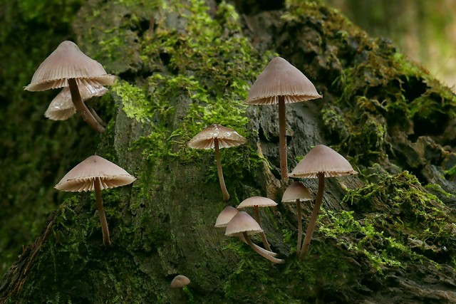 Tree Mushrooms