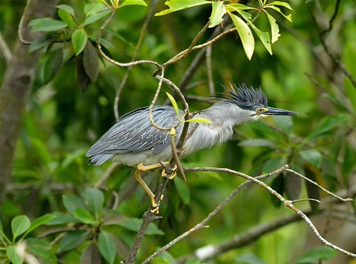 Helpless Mum just can only watch (Little Heron) | by NatureInYourBackyard