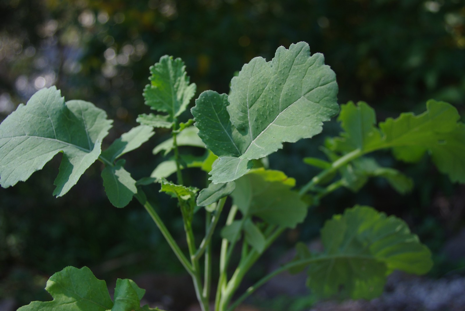 Mediterranean cabbage (Brassica fruticulosa)