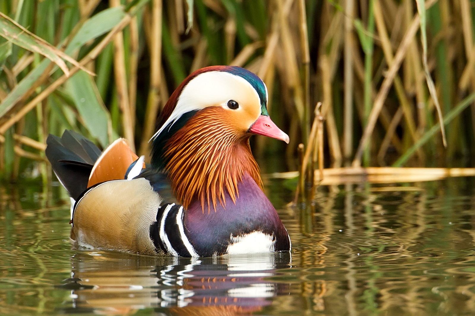 Penthrop PENSTHORPE | Flickr