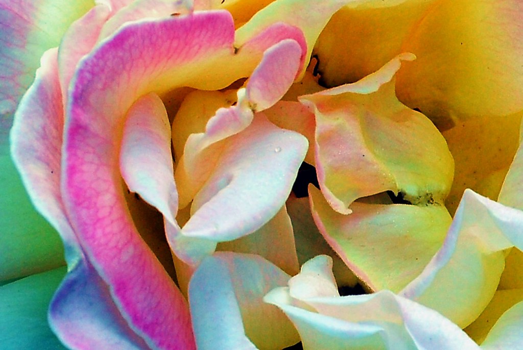 Realy Roses And do you now | These are all real roses that I have grown … | Flickr