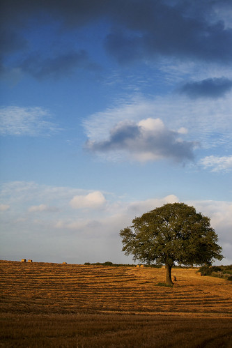uk blue summer sky field yellow clouds geotagged corn harvest herefordshire hay bale oaktree bromyard edwynralph geo:lat=52227762855377755 geo:lon=25270413412781636