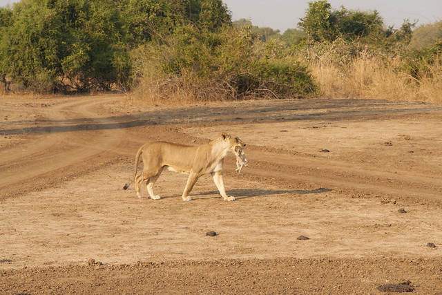 Zambia_LionCamp_280_lion_cub