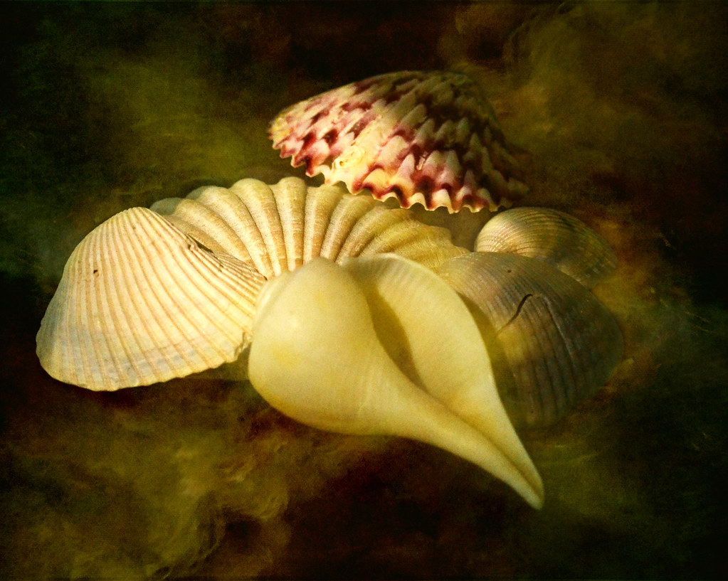 Seashells....