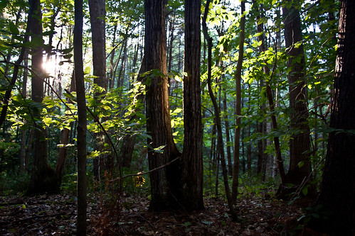 chrisgoldny maine newengland america usa chrisgoldphotos chrisgoldphoto posters forsale albumcovers bookcovers jaunted gridskipper monmouth forests natures trees sunlight bark trunks leaves woods greatoutdoors travel viajes vacations