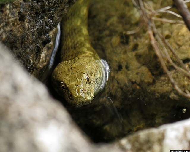20120605_09k Dice snake (Natrix tessellata) right by the shore | Plitvice Lakes National Park, Croatia