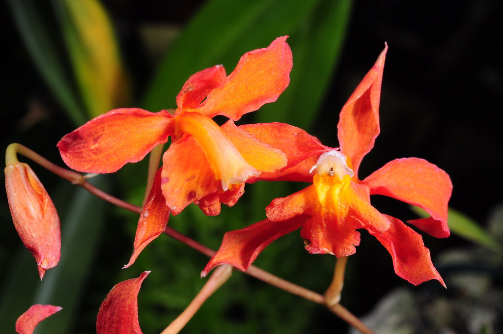 Cochliodoa noezliana | Grown by Orchideen Kopf and photograp… | Flickr