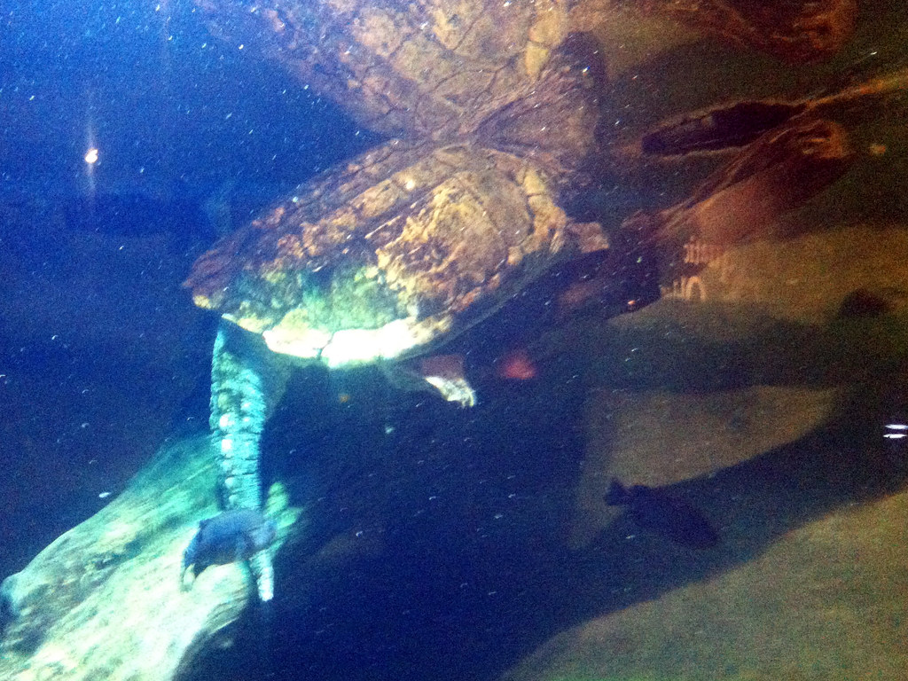 Oklahoma Aquarium - Alligator Snapping Turtle