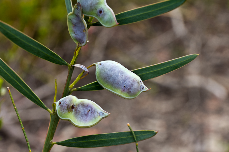 Acacia suaveolens Sweet Wattle 15 seeds