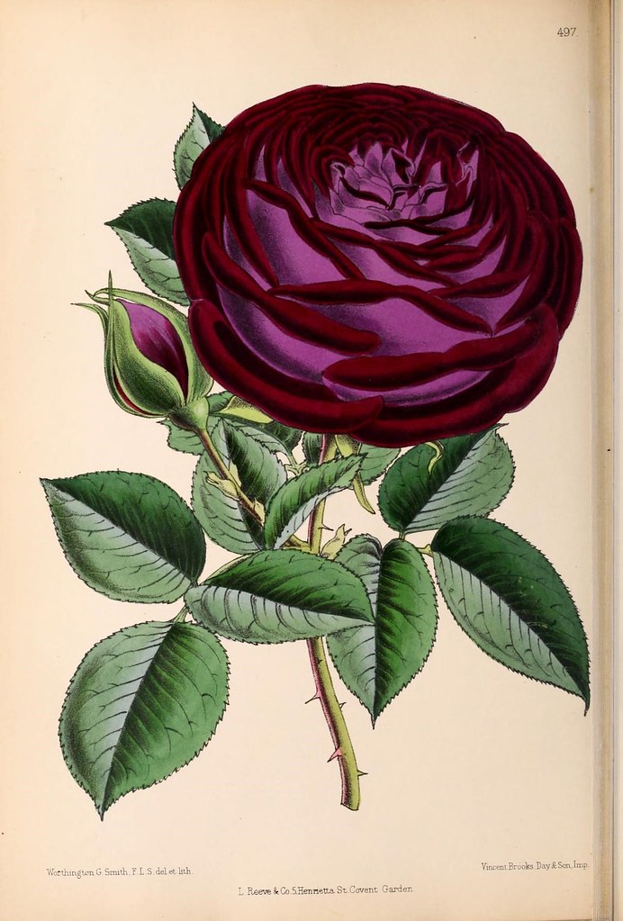 n137_w1150 | The Floral magazine;. London,L. Reeve & Co.. bi… | Flickr