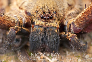 Huntsman Spider (Heteropoda sp.) - DSC_8950