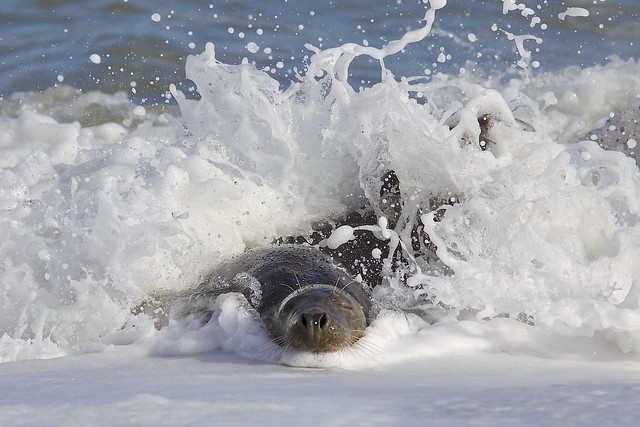 Grey seal - Halichoerus grypus