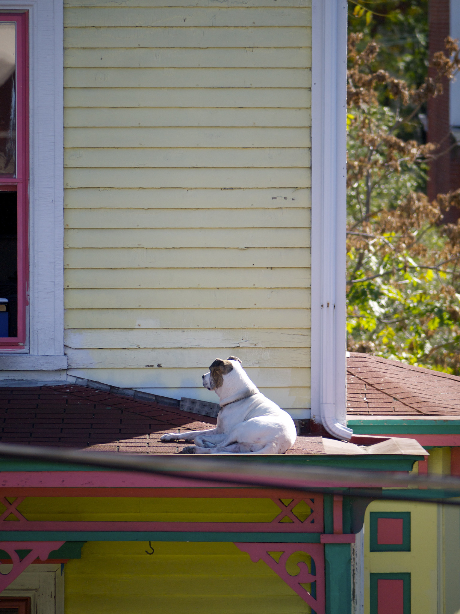 Roof Dog