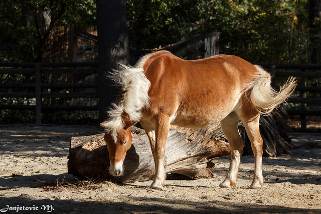 Fjordpferd (Equus f. caballus)