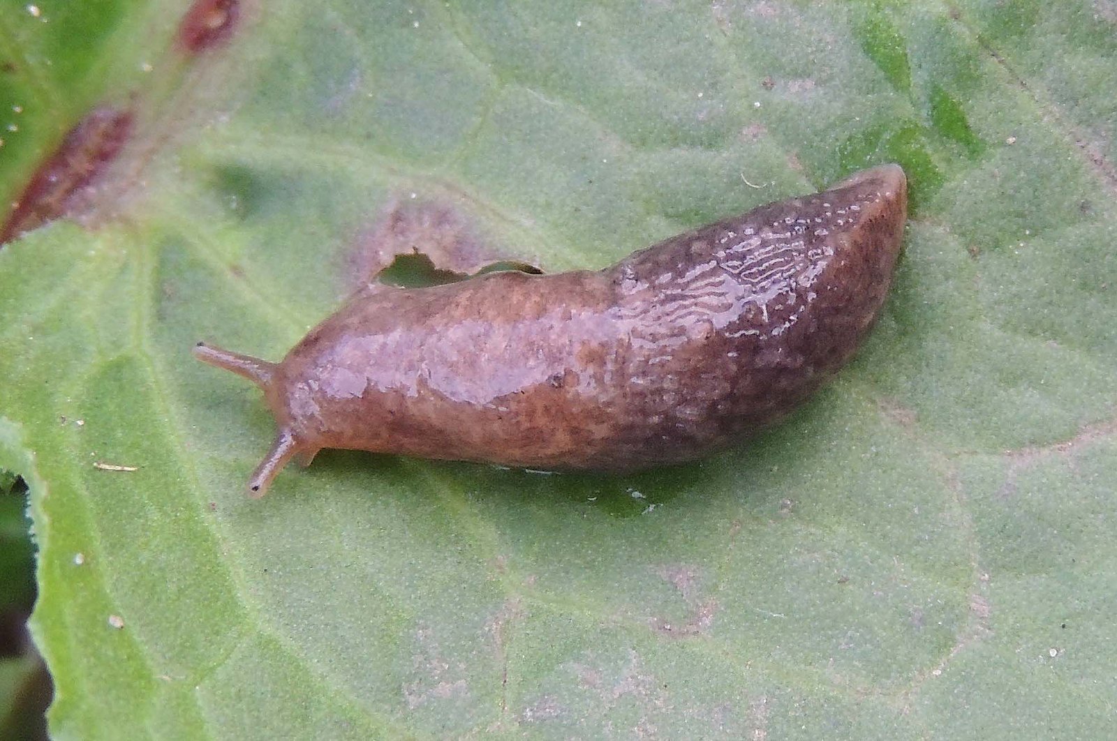 Deroceras reticulatum (Grey Field Slug) | Flickr