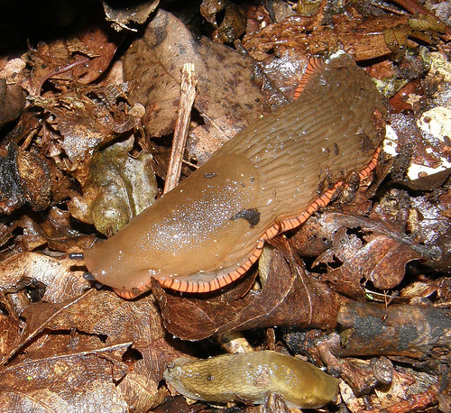 Arion rufus (Large or European Red Slug) | Flickr