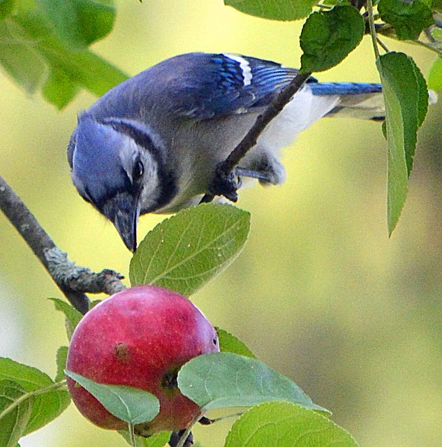 Blue Jay going after the last apple (Explored)