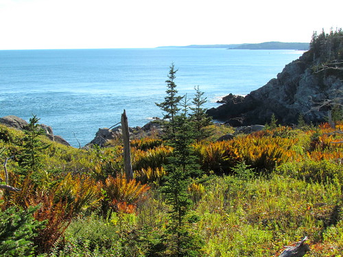 Boot Head Preserve | by VW Beetle