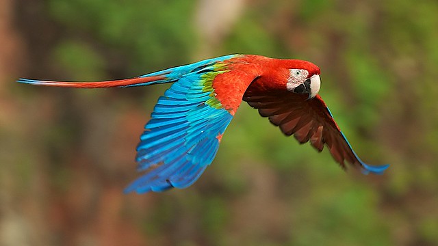 Red-and-green Macaw (Ara chloroptera) in flight