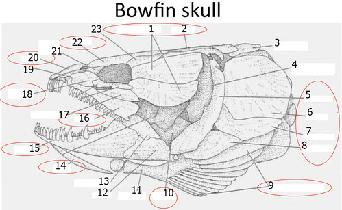 Bowfin Skull No Labels | butterscme | Flickr