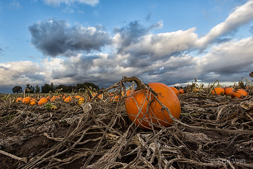 autumn orange fall clouds oregon pumpkin unitedstates places pumpkinpatch woodburn woodenshoetulipfarm pumpkinfest