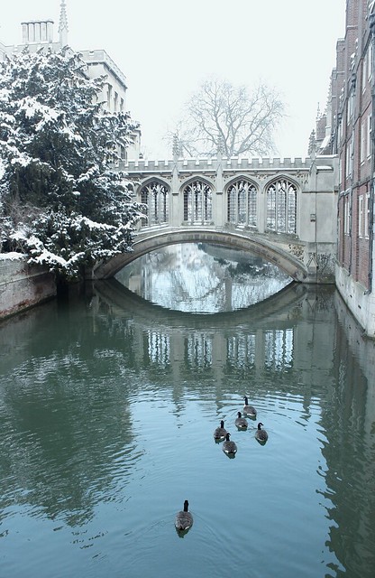 Bridge of Sighs with Geese