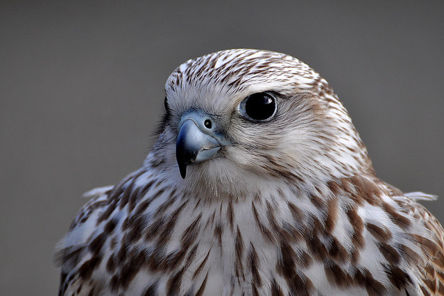 Saker Falcon  Falco Cherrug