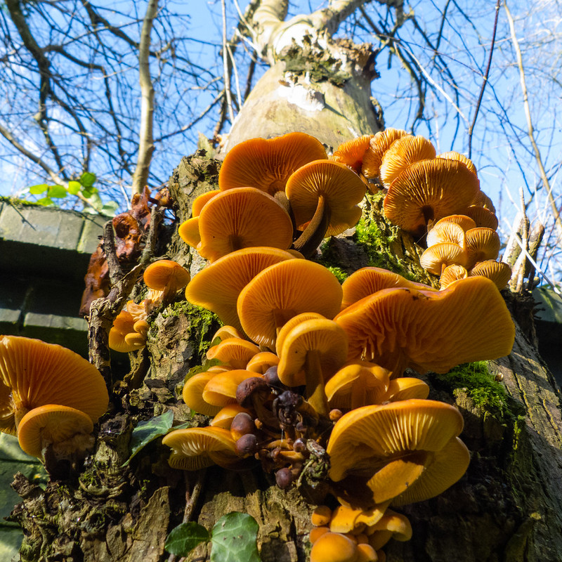 Velvet shank on a dead tree
