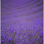 Lavender Lines (Lavandula)