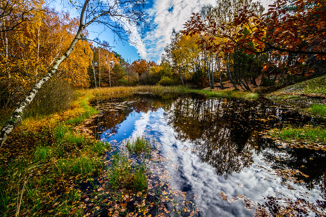 Autumn by the pond